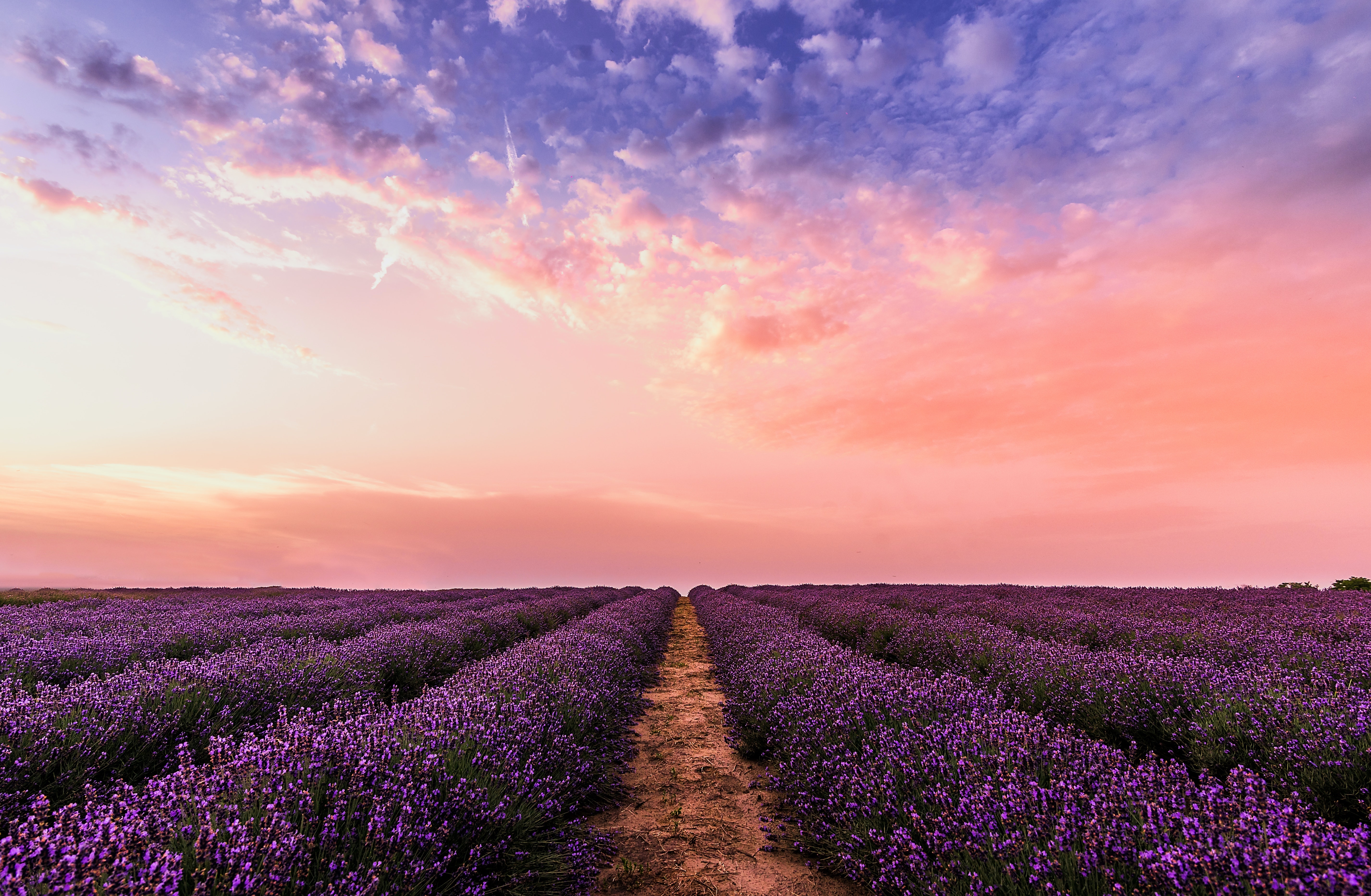 flowers in a field